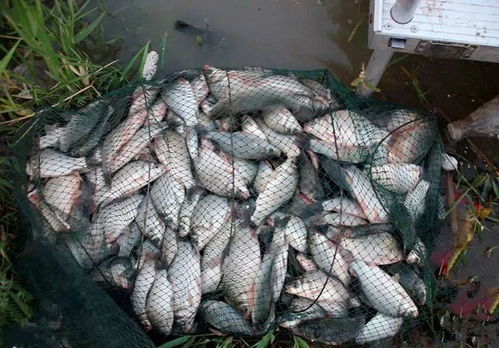 散炮饵料制作全攻略，钓鱼高手都在用的饵料配方