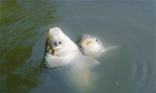 钓鱼饵料免开饵,省时省力的钓鱼新选择,你用对了吗?