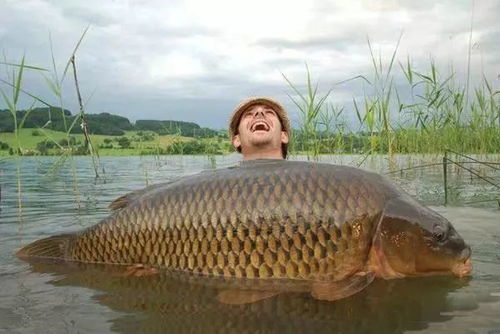 Mastering鲤鱼的垂钓技巧,A Comprehensive Video Guide Mastering鲤鱼的垂钓技巧,A Comprehensive Video Guide