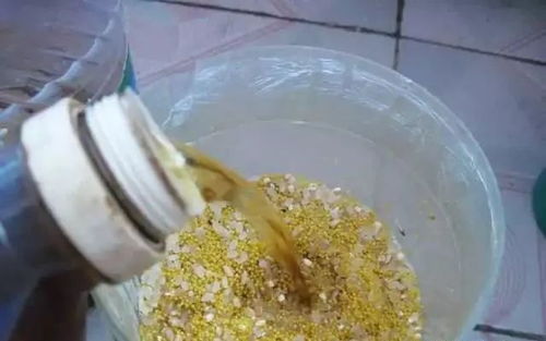 秘制酒米窝料配方,钓鱼高手必学的窝料制作秘籍