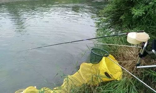 野钓利器,饵料分离器的妙用与实战技巧 野钓利器,饵料分离器的妙用与实战技巧