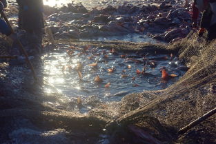 Mastering Winter Fishing:Tips and Tricks for Perfect Bait Preparation