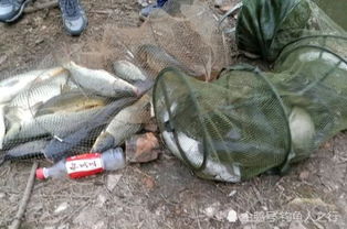 自制仿鱼饵料,钓鱼高手的秘密武器