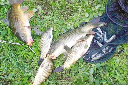 钓鱼饵料制作秘籍,掌握这几点,鱼获翻倍不是梦!