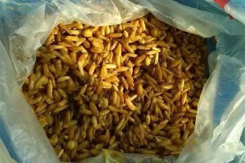 钓鱼饵料制作秘方,如何做出最诱人的鱼饵