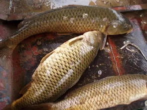 巴浪鱼秘制钓鱼饵料,从配比到实战,一网打尽! 巴浪鱼秘制钓鱼饵料,从配比到实战,一网打尽!