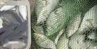 钓鱼饵料架拧紧怎么办?手把手教你3分钟快速解决!