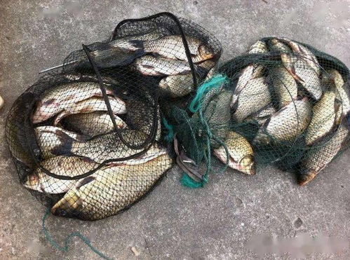 钓鱼饵料人吃了会怎么样?小心这些美味可能致命!