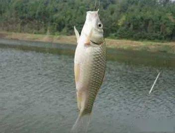 Mastering鲤鱼的垂钓艺术,无技巧之下的挑战与机遇