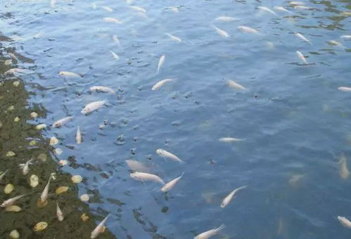 钓鱼饵料盆超小了怎么办?巧变大盆的5种方法,让你轻松应对!