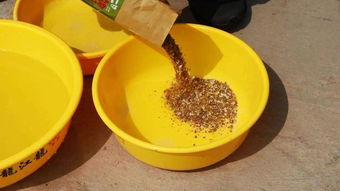 黑坑钓鱼饵料怎么加的高,从基础到精通的实战指南