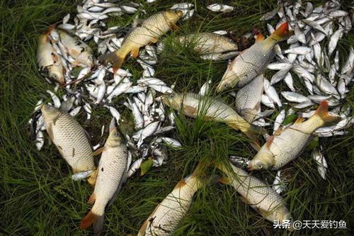 鱼饵料臭了能钓鱼吗？这些技巧让你照样钓大鱼！