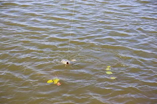 钓鱼饵料防止挂底怎么办