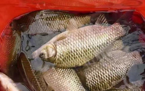 自制鲈鱼饵料全攻略,9种经典配方助你钓获翻倍 自制鲈鱼饵料全攻略,9种经典配方助你钓获翻倍