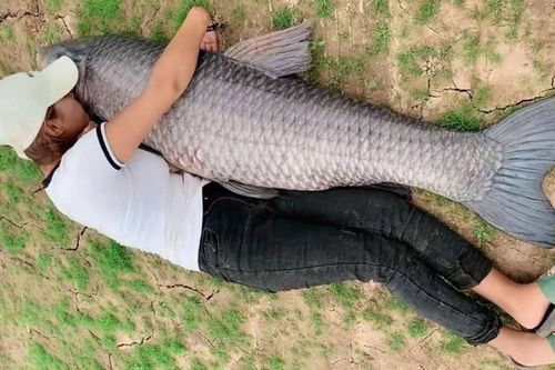 草青王钓鱼饵料怎么样?全面评测与使用心得