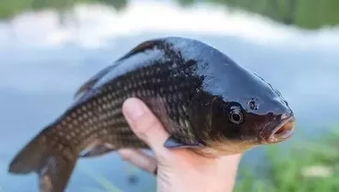 钓鱼饵料买回来怎么弄?从入门到精通的饵料处理秘籍 钓鱼饵料买回来怎么弄?从入门到精通的饵料处理秘籍