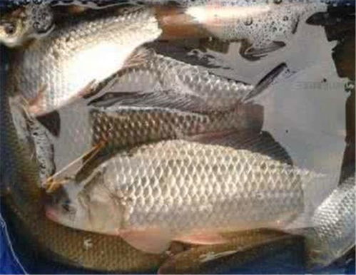 鱼钓饵料怎么配?通用型黄金配方,鱼儿见了都疯狂