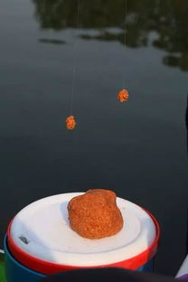 小菜鸟钓鱼饵料怎么样啊?新手必看!饵料选择全攻略!
