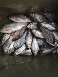 鱼粘网钓鱼饵料怎么选?这份指南让你成为高手! 鱼粘网钓鱼饵料怎么选?这份指南让你成为高手!