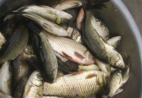 黑坑钓鱼饵料盆使用指南,提升舒适度的实用技巧