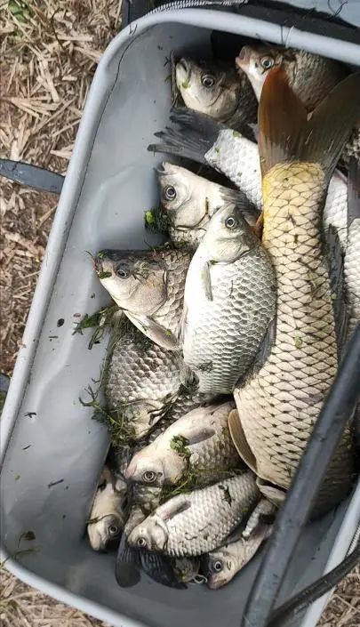 野钓罗非鱼饵料使用全攻略,让鱼儿疯狂咬钩的秘诀 野钓罗非鱼饵料使用全攻略,让鱼儿疯狂咬钩的秘诀