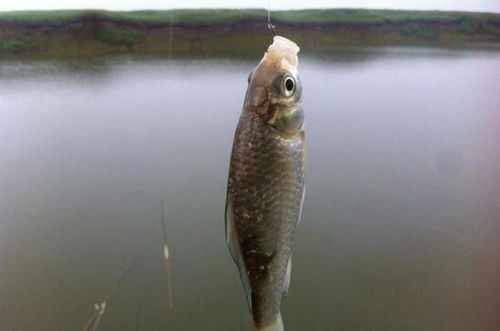 揭秘鲟鱼饵料钓鱼,终极饵料秘籍,让你轻松钓获大鱼!