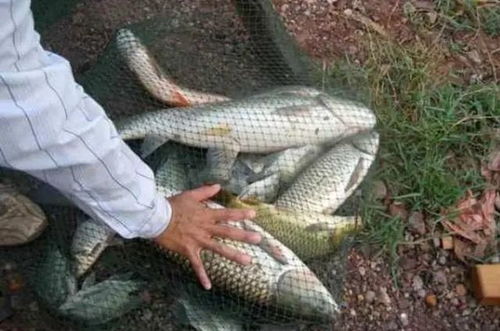 钓鱼饵料神草,钓鱼台上的点睛之笔