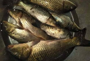 汉鼎钓鱼饵料盘怎么用?这份详细教程让你轻松掌握! 汉鼎钓鱼饵料盘怎么用?这份详细教程让你轻松掌握!