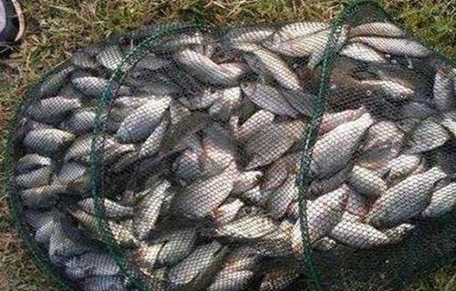 钓鱼饵料不沾钩?这些原因和解决方法你一定要知道