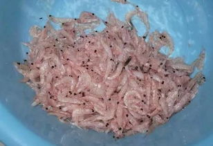 海钓钓鱼饵料怎么腌制的