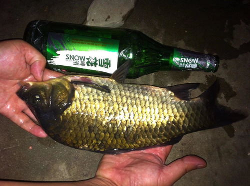 神效钓鱼饵料,钓鱼爱好者的秘密武器?