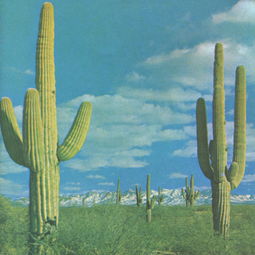 Mastering the Art of Fishing at Shallow Waters:Pro Tips and Techniques