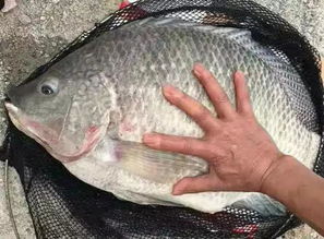 原塘钓鱼饵料秘方,三天学会配出鱼疯咬的饵