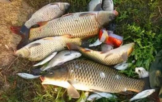 鲤鲫钓鱼饵料配比秘方，实战效果显著！