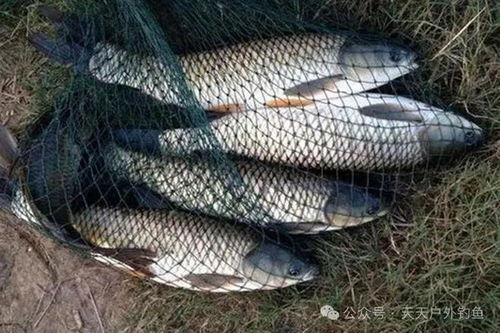 鱼王钓鱼饵料使用全攻略,从新手到高手的必读指南