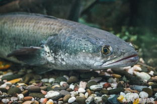 钓鱼饵料被拉黑怎么办?这些方法帮你轻松应对! 钓鱼饵料被拉黑怎么办?这些方法帮你轻松应对!