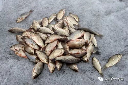 鱿鱼做冰钓鱼饵料怎么做