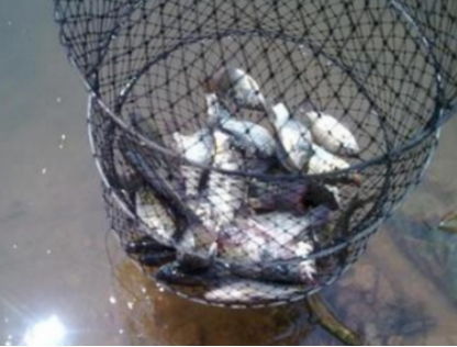 水鬼钓鱼饵料,黑坑夜钓的秘密武器,鱼口状态下的救命稻草!