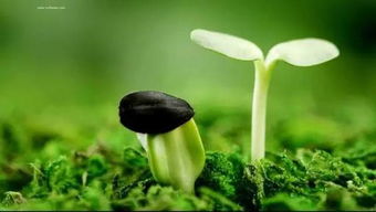 冬天做钓鱼饵料怎么做的?这些技巧让你轻松应对寒冬