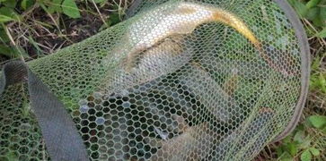 黑坑钓鱼饵料怎么加的好?掌握这5个秘诀,鱼获翻倍!