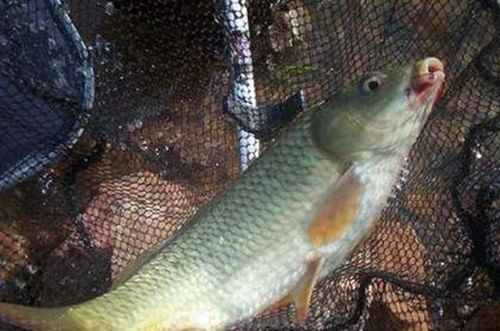 钓鱼饵料和窝料怎么搭配?这5个技巧让你的鱼获翻倍! 钓鱼饵料和窝料怎么搭配?这5个技巧让你的鱼获翻倍!