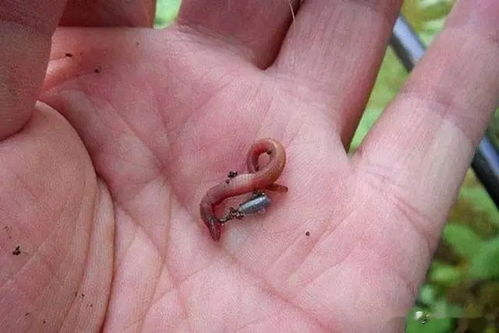 饵料有苦味?这4招教你轻松解决,鱼儿照样上钩!