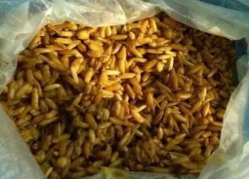 自制鱼罐钓鱼饵料秘方教程,诱鱼效果惊人! 自制鱼罐钓鱼饵料秘方教程,诱鱼效果惊人!