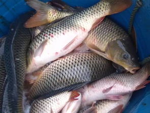 不用七星豆，这些天然饵料让你钓大鱼！