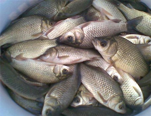 钓鱼饵料新选择,鸡胸肉怎么配才能让鱼儿疯狂咬钩? 钓鱼饵料新选择,鸡胸肉怎么配才能让鱼儿疯狂咬钩?