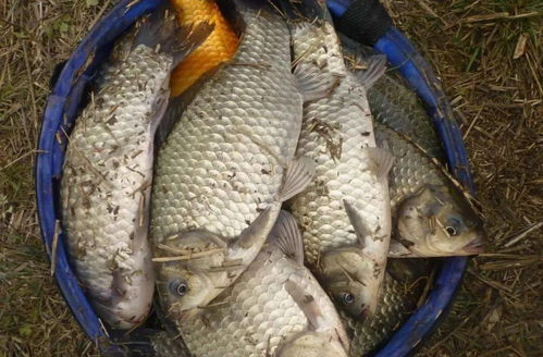 银鲫黑坑钓鱼饵料调制全攻略