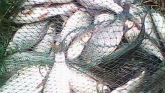 鲜丹钓鱼饵料怎么用效果好，钓鱼高手的饵料搭配秘籍