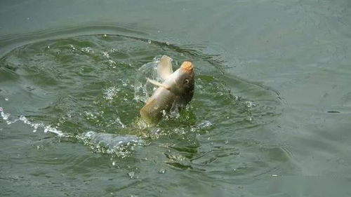 腥香果钓鱼饵料使用秘籍,从入门到精通,一招教你钓大鱼! 腥香果钓鱼饵料使用秘籍,从入门到精通,一招教你钓大鱼!