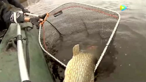 掌握路亚双钩钓鱼饵料制作,提升你的钓鱼成功率 掌握路亚双钩钓鱼饵料制作,提升你的钓鱼成功率