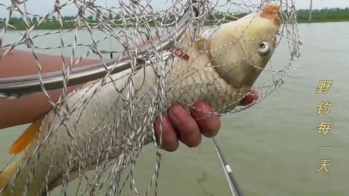 鱼王钓鱼饵料的使用方法详解